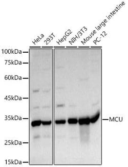 CCDC109A Antibody - Azide and BSA Free, Novus Biologicals:Antibodies:Primary