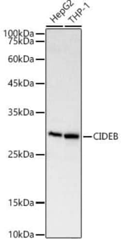 CIDEB Antibody - Azide and BSA Free, Novus Biologicals 0.02 mL, Unconjugated:Antibodies,
