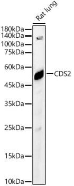 CDS2 Antibody - Azide and BSA Free, Novus Biologicals:Antibodies:Primary