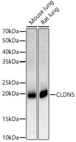 Claudin-5 Antibody - Azide and BSA Free, Novus Biologicals 0.02 mL, Unconjugated:Antibodies,