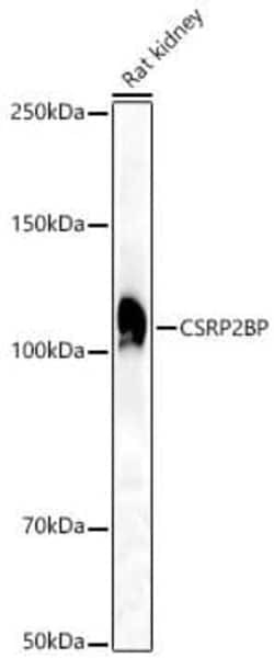 CSRP2BP Antibody - BSA Free, Novus Biologicals 0.1 mL, Unconjugated:Antibodies,
