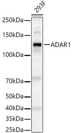 ADAR Antibody - BSA Free, Novus Biologicals:Antibodies:Primary Antibodies