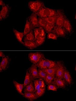 TIMM23 Antibody - Azide and BSA Free, Novus Biologicals:Antibodies:Primary
