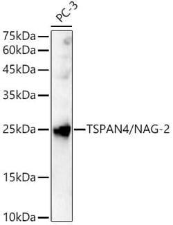 Tetraspanin-4 Antibody - Azide and BSA Free, Novus Biologicals 0.02 mL | Buy Online | Novus Biologicals | Fisher Scientific