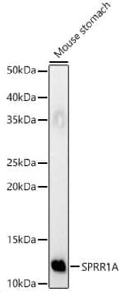 SPRR1A Antibody - Azide and BSA Free, Novus Biologicals 0.1 mL, Unconjugated:Antibodies,