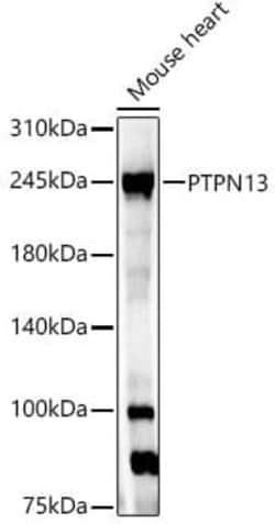 Novus Biologicals PTPN13/PTPL1 Antibody - Azide and BSA Free, Novus Biologicals™