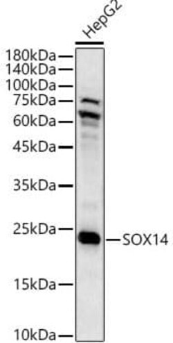 SOX14 Antibody - BSA Free, Novus Biologicals 0.02 mL; Unconjugated:Antibodies,