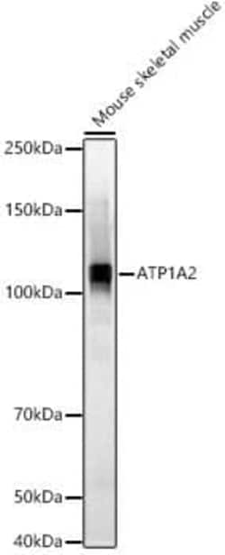 Sodium Potassium ATPase Alpha 2 Antibody - Azide and BSA Free, Novus Biologicals