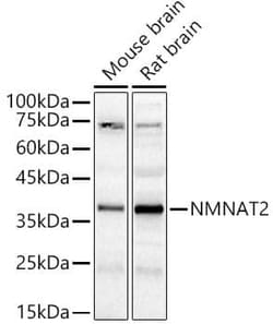 NMNAT-2 Antibody - Azide and BSA Free, Novus Biologicals 0.02 mL; Unconjugated:Antibodies,