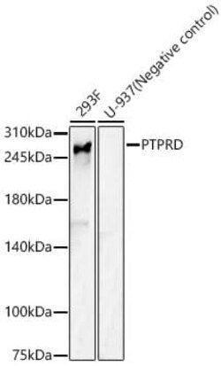 PTPRD Antibody - BSA Free, Novus Biologicals 0.1 mL; Unconjugated:Antibodies,
