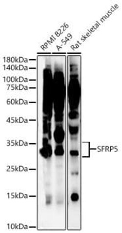 sFRP-5 Antibody - Azide and BSA Free, Novus Biologicals:Antibodies:Primary