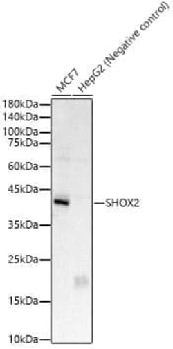 SHOX2 Antibody - BSA Free, Novus Biologicals:Antibodies:Primary Antibodies