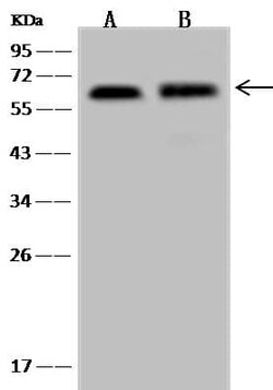 UBAP1 Antibody, Novus Biologicals 100 &mu;g, Unconjugated:Antibodies, Polyclonal