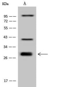UBXN2A Antibody, Novus Biologicals 50 &mu;g, Unconjugated:Antibodies, Polyclonal