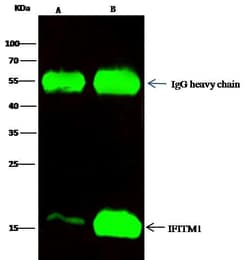 IFITM1 Antibody, Novus Biologicals 100 &mu;g, Unconjugated:Antibodies,