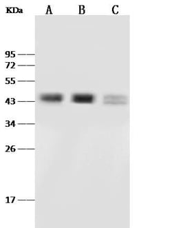 Pax2 Antibody, Novus Biologicals 50 &mu;g, Unconjugated:Antibodies, Polyclonal