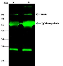 Mre11 Antibody, Novus Biologicals 50 &mu;g, Unconjugated:Antikörper