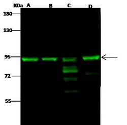 Mre11 Antibody, Novus Biologicals 50 &mu;g, Unconjugated:Antikörper