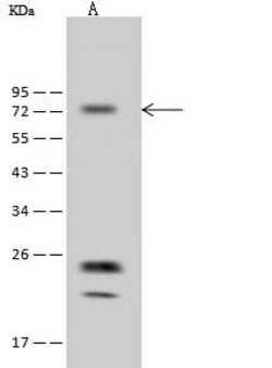 CABC1 Antibody, Novus Biologicals 100 &mu;g | Buy Online | Novus Biologicals | Fisher Scientific