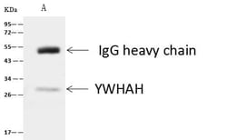 14-3-3 eta Antibody, Novus Biologicals 100 &mu;g; Unconjugated:Antibodies,