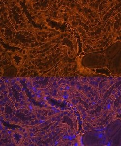 pan Cadherin Antibody (0J8Q6) - Azide and BSA Free, Novus Biologicals 20