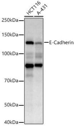 pan Cadherin Antibody (0J8Q6) - Azide and BSA Free, Novus Biologicals 20