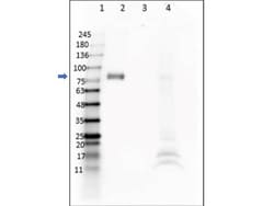 Digoxigenin Antibody (DIG45) - VHH, Novus Biologicals 50 &mu;g | Buy Online | Novus Biologicals | Fisher Scientific