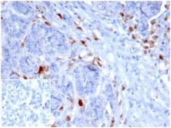 SREBP1 Antibody (SREBP1/1578) - Azide and BSA Free, Novus Biologicals 100 &mu;g | Buy Online | Novus Biologicals | Fisher Scientific