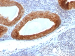 TGF-beta Antibody (1D11.16.8) - Azide and BSA Free, Novus Biologicals 100 &mu;g | Buy Online | Novus Biologicals | Fisher Scientific