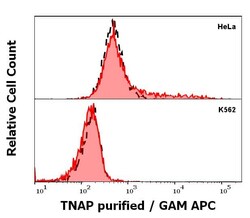 Alkaline Phosphatase, Tissue Non-Specific Antibody (W8B2B10) - BSA Free,