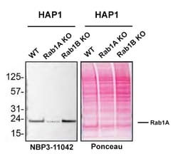 Rab1A Mouse anti-Human, Mouse, Clone: 7H4, Novus Biologicals 100 &mu;g | Buy Online | Novus Biologicals | Fisher Scientific