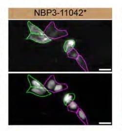 Rab1A Mouse anti-Human, Mouse, Clone: 7H4, Novus Biologicals 100 &mu;g | Buy Online | Novus Biologicals | Fisher Scientific