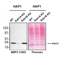 Rab1A Mouse anti-Human, Mouse, Clone: 4G10, Novus Biologicals 25 &mu;g | Buy Online | Novus Biologicals | Fisher Scientific