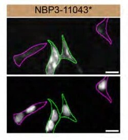 Rab1A Mouse anti-Human, Mouse, Clone: 4G10, Novus Biologicals 25 &mu;g | Buy Online | Novus Biologicals | Fisher Scientific