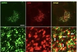 dsRNA Mouse anti-Broad Species Reactivity, Clone: J2, Novus Biologicals™