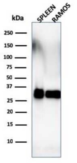 HLA DRB1 Antibody (SPM288) - Azide and BSA Free, Novus Biologicals 0.1 mg | Buy Online | Novus Biologicals | Fisher Scientific