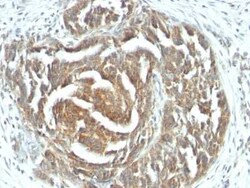 VEGF Antibody (VEGF/1063) - Azide and BSA Free, Novus Biologicals 0.1 mg | Buy Online | Novus Biologicals | Fisher Scientific