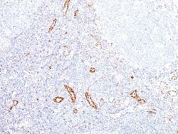 VEGF Antibody (VEGF/1063) - Azide and BSA Free, Novus Biologicals 0.1 mg | Buy Online | Novus Biologicals | Fisher Scientific
