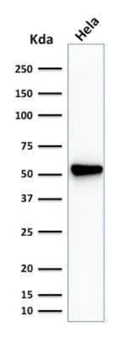 Fascin Antibody (SPM133) - Azide and BSA Free, Novus Biologicals 0.1 mg | Buy Online | Novus Biologicals | Fisher Scientific