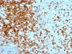 CD43/Sialophorin Antibody (84-3C1) - Azide and BSA Free, Novus Biologicals