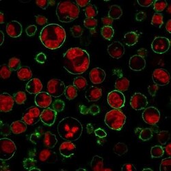 CD43/Sialophorin Antibody (84-3C1) - Azide and BSA Free, Novus Biologicals