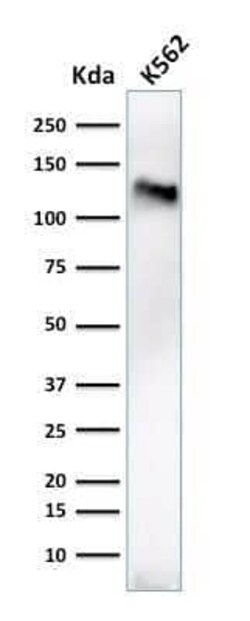 CD43/Sialophorin Antibody (84-3C1) - Azide and BSA Free, Novus Biologicals