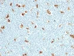 S100A9 Antibody (S100A9/1011) - Azide and BSA Free, Novus Biologicals 0.1