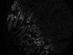 MUC5AC Antibody (CLH2) - Azide and BSA Free, Novus Biologicals 0.1 mg | Buy Online | Novus Biologicals | Fisher Scientific