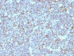 CD99 Antibody (SPM596) - Azide and BSA Free, Novus Biologicals 0.1 mg;