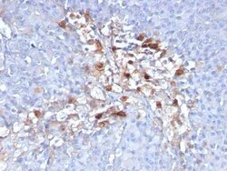 MCAM/CD146 Antibody (C146/634) - Azide and BSA Free, Novus Biologicals