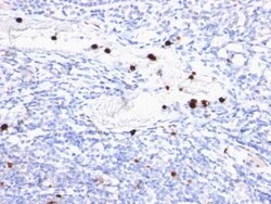 Myeloid-Associated Differentiation Marker Antibody (MYADM/972) - Azide