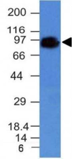 CD44 Antibody (HCAM/918) - Azide and BSA Free, Novus Biologicals 0.1 mg;