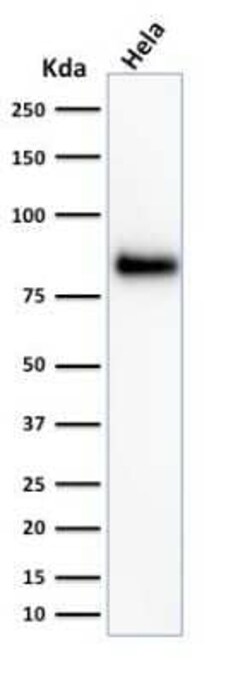 CD44 Antibody (HCAM/918) - Azide and BSA Free, Novus Biologicals 0.1 mg;