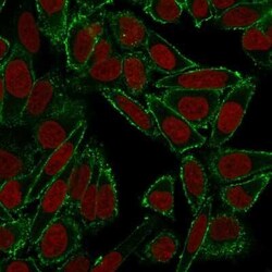 CD44 Antibody (HCAM/918) - Azide and BSA Free, Novus Biologicals 0.1 mg;